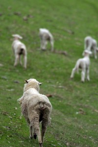 A mother sheep with her baby lambs, courtesy dreamstime