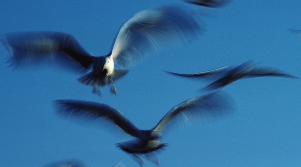 Gulls in Flight